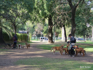 Dog walkers are popular for owners who can't or don't have time to walk their own dogs