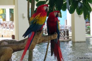 Resident parrots at Occidental Vacation Club in Playa Carmen, which we visited during a Mexican timeshare spiel