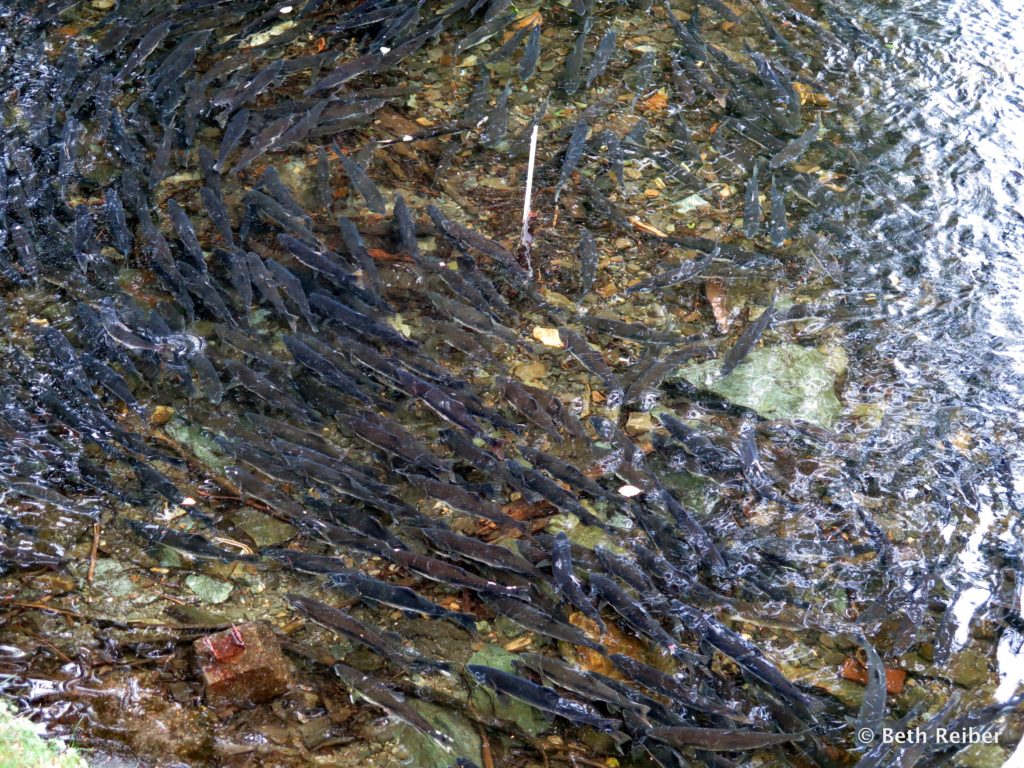 Spawning salmon on the Indian River, Sitka National Historic Park, a memorable experience for cruise critics