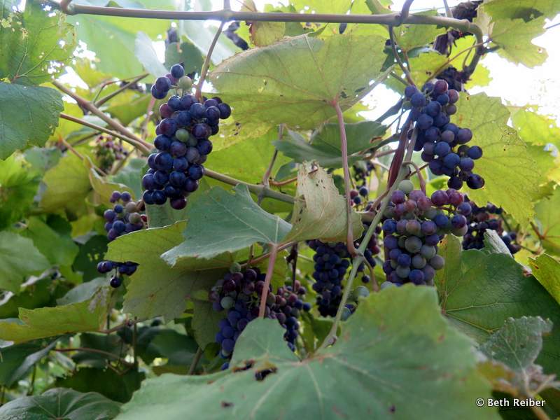 Grapes in Hermann, Missouri