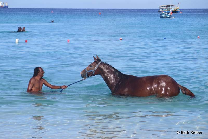 Race horses enjoy swimming in Barbados