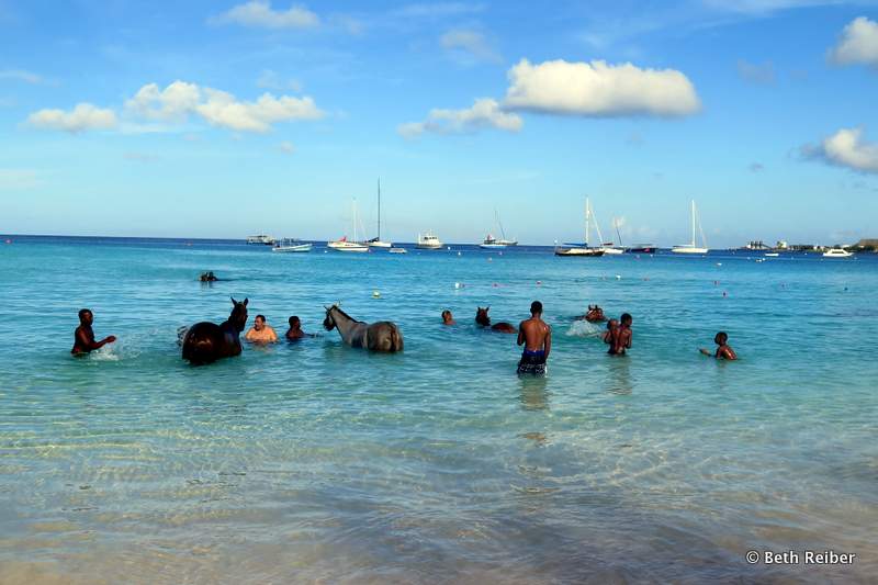 Race horses go for a swim in Barbados