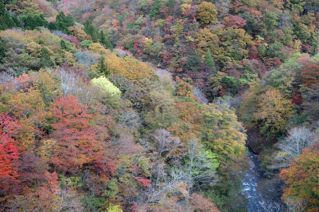 Fukushima Prefecture's autumn changing of the leaves 