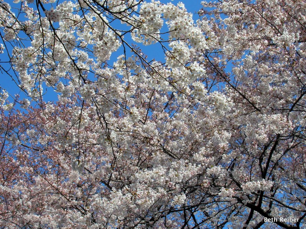 Cherry blossoms at Ueno Park, Tokyo