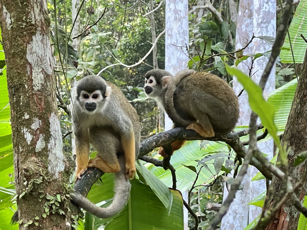 Spider monkeys in Amazonian Rainforest