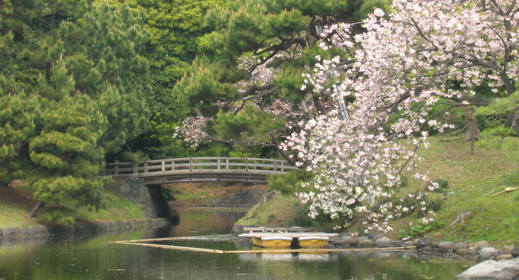 Japan--Tokyo cherry blossoms