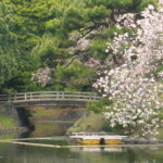 Tokyo cherry blossoms