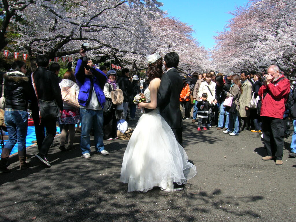 cherry blossoms in Ueno Park
